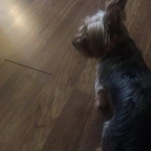 Meet your Posher, Jesus